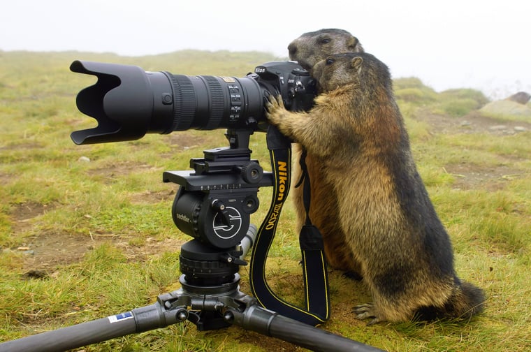 Tiere, Kamera, Marmot, Nikon