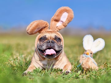 dog and duck with bunny ears