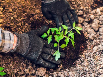 planting a tree image