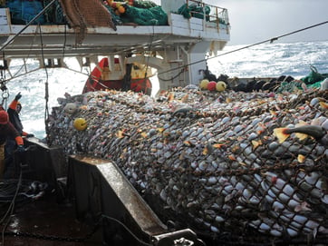 overfishing image