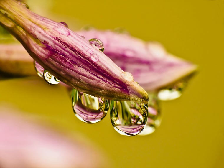 waterdrops, plant, close-up