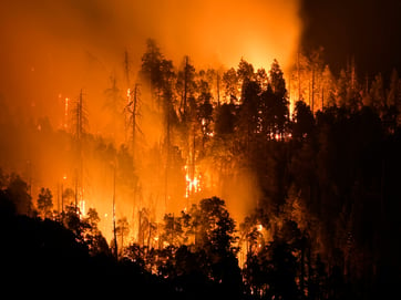 fire in the forest image