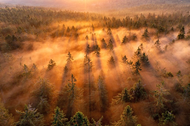 Wald im Taunus