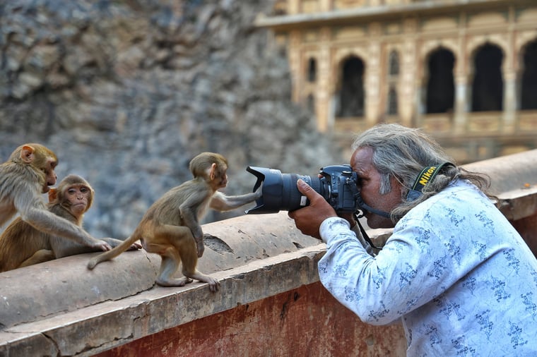 Fotograf macht ein Foto von einem Makaken im Schrein Galta Ji Temple in Jaipur, Rajasthan, Indien